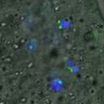 Thumbnail for Figure6E_2016_01182_half_2h