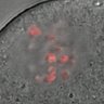Thumbnail for Figure6G_2014_4_18