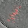 Thumbnail for Figure6G_2014_11_28