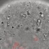 Thumbnail for dataset Figure6H_2016_4_14_2