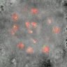 Thumbnail for dataset Figure7B_2013_5_8