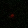 Thumbnail for dataset Figure7B_2013_5_8_L1_con3