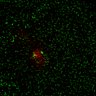 Thumbnail for dataset Figure7B_2013_5_8_L1_con4
