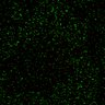Thumbnail for dataset Figure7B_2013_5_8_L1_con5