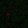 Thumbnail for Figure7B_2013_5_8_L1_con6