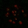 Thumbnail for Figure7B_2013_5_8_L1_con10