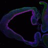 Thumbnail for dataset Fig1F_P0_Tg_Tuj1+Pax6