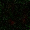 Thumbnail for dataset Figure7B_2013_5_8_L1_con11