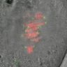 Thumbnail for dataset Figure7B_2013_6_19