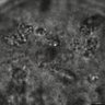 Thumbnail for dataset Figure7B_2013_8_15