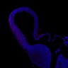 Thumbnail for dataset Fig1G_E13.5Tg_Tbr2+DAPI