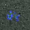 Thumbnail for dataset FigureS3A_misalign_20150926_C-Mad2_EFcon