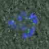 Thumbnail for dataset FigureS3A_misalign_20151002_C-Mad2_EFcon