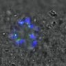 Thumbnail for dataset FigureS3A_misalign_20151008_C-Mad2_EFcon