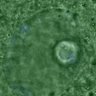 Thumbnail for dataset FigureS3A_misalign_20151008_C-Mad2_EFconGV