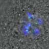 Thumbnail for dataset FigureS3A_misalign_20151008_C-Mad2_Giant