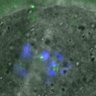 Thumbnail for dataset FigureS3A_misalign_20151021_C-Mad2_con