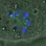 Thumbnail for dataset FigureS3A_misalign_20151024_C-Mad2_con1