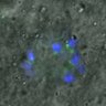 Thumbnail for dataset FigureS3A_misalign_20151024_C-Mad2_con2