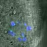 Thumbnail for dataset FigureS3A_misalign_20151209_C-Mad2_con