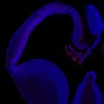 Thumbnail for dataset Fig1G_E15.5Tg_Tbr2+DAPI
