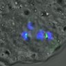 Thumbnail for dataset FigureS3A_misalign_20151209_C-Mad2_half