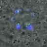 Thumbnail for dataset FigureS3A_misalign_20151210_C-Mad2_half