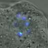 Thumbnail for dataset FigureS3A_misalign_20151221_C-Mad2_EFcon
