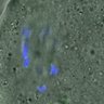 Thumbnail for dataset FigureS3A_misalign_20160222_C-Mad2_con1_5h
