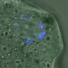 Thumbnail for dataset FigureS3A_misalign_20160224_C-Mad2_EFcon1