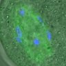 Thumbnail for dataset FigureS3A_misalign_20160224_C-Mad2_Giant