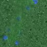 Thumbnail for dataset FigureS3A_misalign_20160224_C-Mad2_Giant2