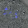 Thumbnail for dataset FigureS3A_misalign_20160408_C-Mad2_EFcon