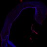 Thumbnail for dataset Fig1G_P0Tg_Tbr2+DAPI