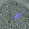 Thumbnail for dataset FigureS3A_misalign_20160429_ACA_half