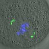 Thumbnail for dataset FigureS3A_misalign_20160717_ACA_before