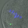 Thumbnail for dataset FigureS3A_misalign_20160724_ACA_2GV
