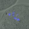 Thumbnail for dataset FigureS3A_misalign_20160724_ACA_EFcon