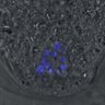 Thumbnail for dataset FigureS3A_misalign_20160808_ACA_con