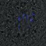Thumbnail for dataset FigureS3A_misalign_20161022_kinetochore_CENPA_con