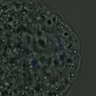 Thumbnail for FigureS3A_misalign_20161022_kinetochore_CENPA_half