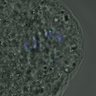Thumbnail for dataset FigureS3A_misalign_20161022_kinetochore_CENPC_con