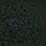 Thumbnail for dataset FigureS3A_misalign_20161022_kinetochore_Hec1_con