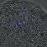 Thumbnail for dataset FigureS3A_misalign_20161024_kinetochore_CENPA_Giant