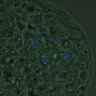 Thumbnail for dataset FigureS3A_misalign_20161024_kinetochore_CENPC_EFcon