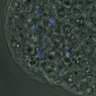 Thumbnail for dataset FigureS3A_misalign_20161031_kinetochore_CENPC_con1