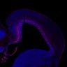 Thumbnail for dataset Fig1G_E17.5Tg_Tbr2+DAPI