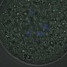 Thumbnail for dataset FigureS3A_misalign_20161031_kinetochore_CENPC_half2