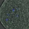 Thumbnail for dataset FigureS3A_misalign_20161031_kinetochore_Hec_con1