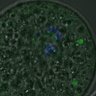Thumbnail for dataset FigureS3A_misalign_20161031_kinetochore_Hec_half1